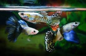 Ikan hias cantik murah pun menjadi incaran para pecinta ikan hias. Ikan Hias Aquarium Home Facebook