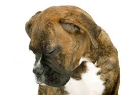 Removal of the tumor is often to relieve pain or other symptoms triggered by the tumor. Warning Signs Of Cancer In Dogs