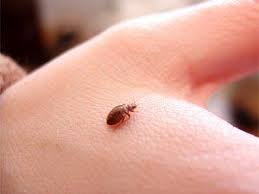 شركة مكافحة البق فى عنيزة تقدم شركة ركن المثالية والتى هي افضل شركة مكافحة البق بعنيزة لعملائها موضوعا عن حشرة البق الت bed bug bites rid of bed bugs bed bugs