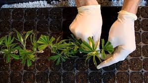 Marijuana Stocks To Watch Meet The Drugmaker Making