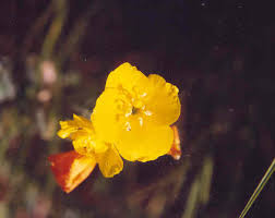 Image result for Onagraceae