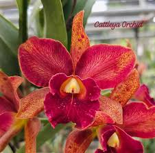 Image result for Disa welwitschii