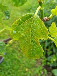 Maladie du figuier que faire. Les Feuilles De Mon Figuier Sont Bizarres Forum Jardinage