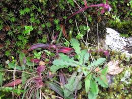 Image result for Cyanotis longifolia