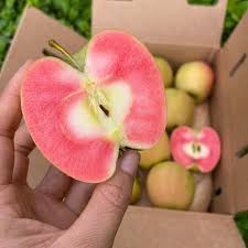 We did not find results for: Hidden Rose Apple Buy Organic Pink Inside Apples Online From Miami Fruit