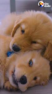 The Dodo Tiny Golden Retriever Puppies Grow Up To Be 75 Pounds Facebook