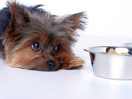 Looking for liver support for dogs? How To Treat Liver Disease In Dogs