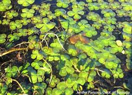 Image result for Marsileaceae