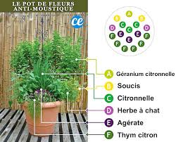 Le Pot De Fleurs Anti Moustiques Pour La Terrasse En 2020 Plantes Qui Repoussent Les Moustiques Pot Jardin Citronnelle Plante