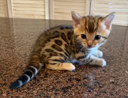 What are the differences between bengal cats and other tabby cats? Available Bengal Kittens Adore Cats Bengals