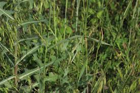 Image result for Eccoptocarpha