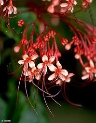 Image result for Clerodendrum pusillum