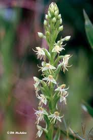 Image result for Habenaria arenaria