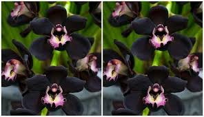 We did not find results for: Manfaat Anggrek Hitam Untuk Tubuh Eventkampus Com
