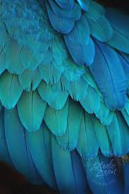 Birds Of A Feather Song Original Thought About Have You Thought About The Importance That Each Texture Can Have In Each Environment Do Not Blue Bird Bird Photography Birds Photography Art