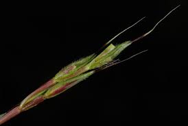 Image result for Microstegium fasciculatum