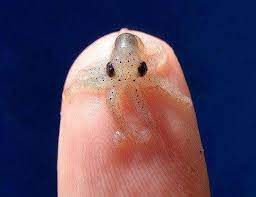 Ten Super Cute Newborn Animals Who Are Too Adorable For Words Baby Octopus Cute Baby Animals Tiny Octopus