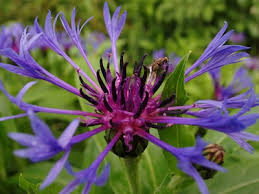 Space the annuals about 12 inches apart. Bachelor S Button Cornflower A Profile Of An Annual Howstuffworks