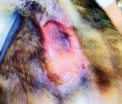 The thought of colon cancer is certainly a frightening prospect, but keep in mind there are many noncancerous causes of these symptoms. Identifying And Treating Anal Sac Adenocarcinoma In Dogs