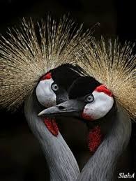 Love bird hd wallpaper download. Beautiful Animated Gif Birds Beautiful Animated Mobile Wallpapers Watch Movie Online Hd Quality Love
