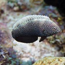 The black leopard wrasse, also known as leopard wrasse or yellowspotted wrasse, has a dark body with light blue to yellowish spots. Black Leopard Wrasse Macropharyngodon Negrosensis Wrasse Fish Sea Fish