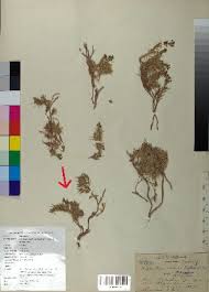 Image result for Triainolepis