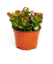 It doesn't mean anything is wrong about your jade plant; Jade Plant Crassula Ovuta Easy To Grow 4 Pot Indoor Pink Or White Flowers Yard
