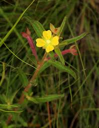 Image result for Ludwigia octovalvis