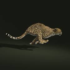 Cheetah Fur Animation 3d Ma Animation Cheetah Fur