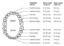 Healthy Teeth For Children Caring For Kids