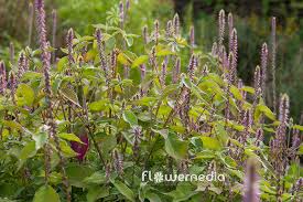 Image result for Achyranthes aspera