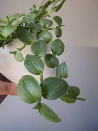 Image result for Aneilema zebrinum