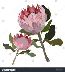 Two Protea Flowers South African Flower Stock Vector Royalty Free 1588297375 African Flowers South African Flowers Flower Illustration