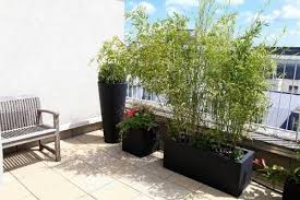 While a screen consists of tall, narrow trees planted in a tight row. A Tall Balcony Plant For Privacy Impossible Planters Ask Metafilter