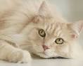 Domestic Medium Hair Cat Breed Information and Pictures ...