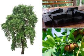 Image result for Diospyros crassiflora