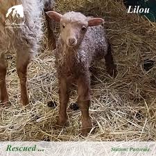 Tierrettungen - Pro Animale für Tiere in Not e. V.