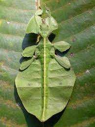 Leaf Insect Insects Phasmatodea Bugs And Insects