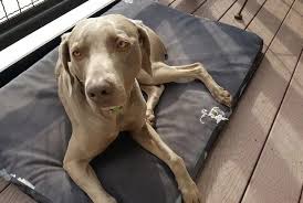 Check spelling or type a new query. My Dog Ate A Sock What Should I Do What To Do If Dog Eats A Sock