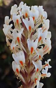 Image result for Hebenstretia angolensis