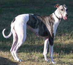 file greyhound crop jpg wikimedia commons