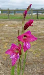 Image result for Gladiolus bellus