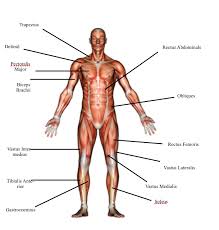 The human body has three different types of muscles. Muscle Labelling Help Please The Student Room