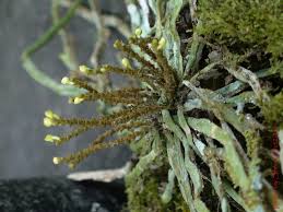Image result for Taeniophyllum