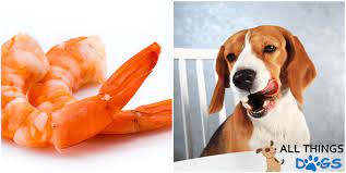 Can Dogs Eat Shrimp Shrimp Tails And Shrimp Shells All Things Dogs All Things Dogs