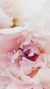 Check spelling or type a new query. 50 Flower Wallpapers Iphone Flower Backgrounds Be Centsational