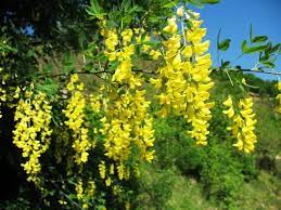 La migliore soluzione per fiore giallo verdognolo cruciverba, ha 6 lettere. Pianta Con Fiori Gialli A Grappolo