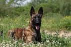 North American Dutch Shepherd Rescue