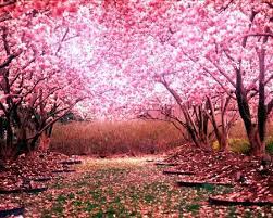 Sakura Flower Origin Legend And Symbolism Arvores Floridas Papel De Parede Paisagens Arvore De Papel De Parede
