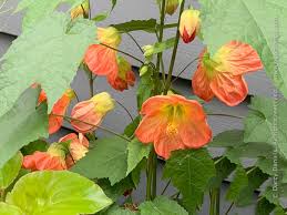 Image result for Abutilon grantii